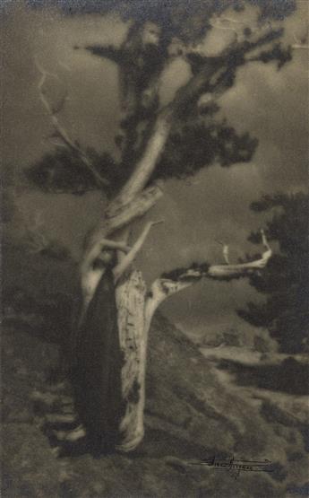 ANNE BRIGMAN (1869-1950) The Dying Cedar.                                                                                                        